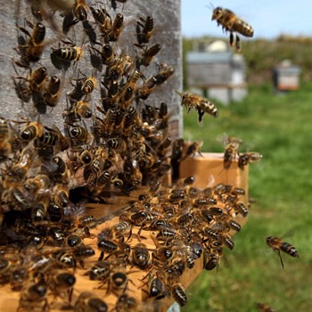  9 ruches sur Val Doglio 