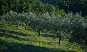  300 oliviers  